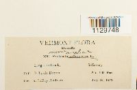 Fontinalis novae-angliae image