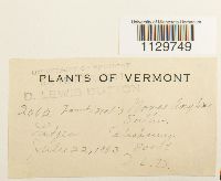 Fontinalis novae-angliae image