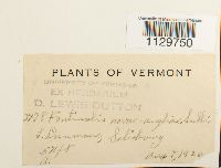 Fontinalis novae-angliae image