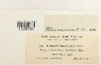 Fontinalis novae-angliae image