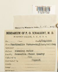 Fontinalis novae-angliae image