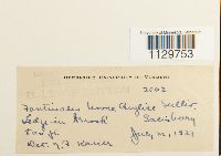 Fontinalis novae-angliae image