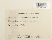 Fontinalis novae-angliae image