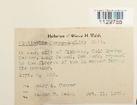 Fontinalis novae-angliae image