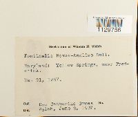 Fontinalis novae-angliae image