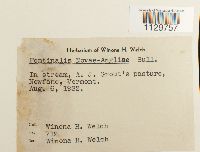 Fontinalis novae-angliae image