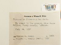 Fontinalis novae-angliae image