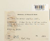 Fontinalis novae-angliae image