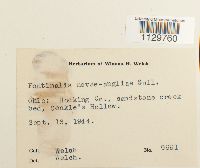 Fontinalis novae-angliae image