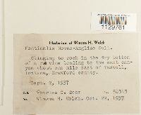 Fontinalis novae-angliae image