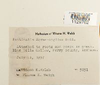 Fontinalis novae-angliae image