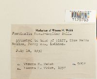 Fontinalis novae-angliae image