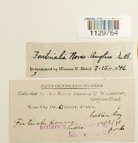 Fontinalis novae-angliae image