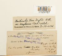 Media resource of Fontinalis novae-angliae