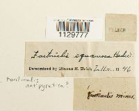 Fontinalis antipyretica image