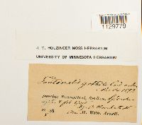 Fontinalis antipyretica image