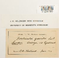 Fontinalis antipyretica image