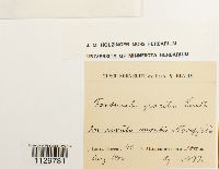 Fontinalis antipyretica image