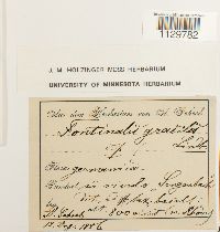 Fontinalis antipyretica image