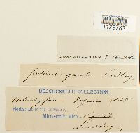 Fontinalis antipyretica image