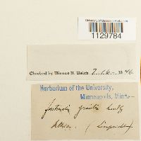 Fontinalis antipyretica image