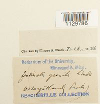 Fontinalis antipyretica image