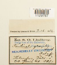 Fontinalis antipyretica image