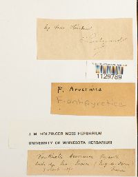 Fontinalis antipyretica image