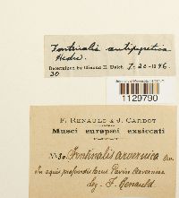 Fontinalis antipyretica image