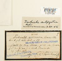 Fontinalis antipyretica image