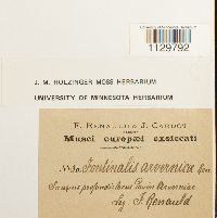 Fontinalis antipyretica image