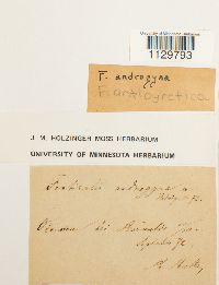 Fontinalis antipyretica image