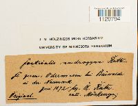 Fontinalis antipyretica image