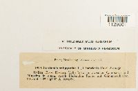 Fontinalis antipyretica image