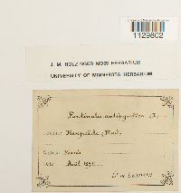 Fontinalis antipyretica image