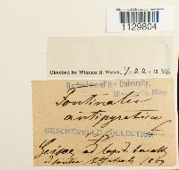 Fontinalis antipyretica image