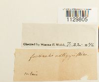 Fontinalis antipyretica image