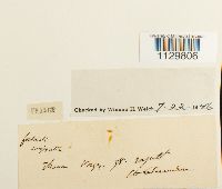 Fontinalis antipyretica image