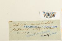 Fontinalis antipyretica image