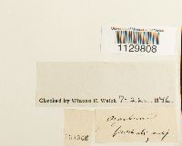 Fontinalis antipyretica image