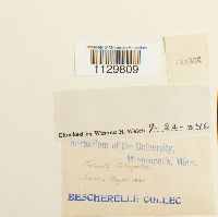 Fontinalis antipyretica image