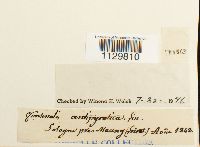 Fontinalis antipyretica image