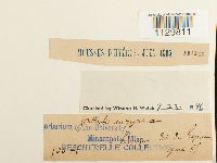 Fontinalis antipyretica image