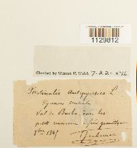 Fontinalis antipyretica image