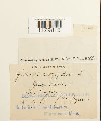 Fontinalis antipyretica image