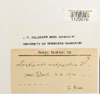 Fontinalis antipyretica image