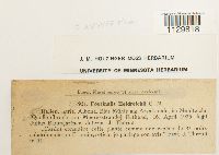 Fontinalis antipyretica image