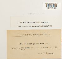 Fontinalis antipyretica image