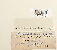 Fontinalis antipyretica image