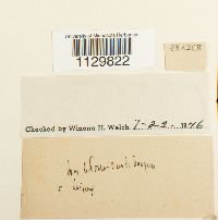 Fontinalis antipyretica image